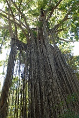 0475 Curtain Fig Tree